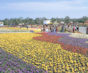 �t�����[�t�F�X�^�ʐ^